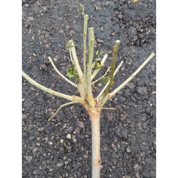 MORWA czarna NA PNIU kulista - sadzonki 180 / 200 cm